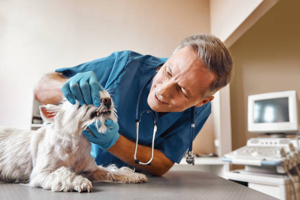 Best Same-Day Emergency Dental Services in Utica, MI